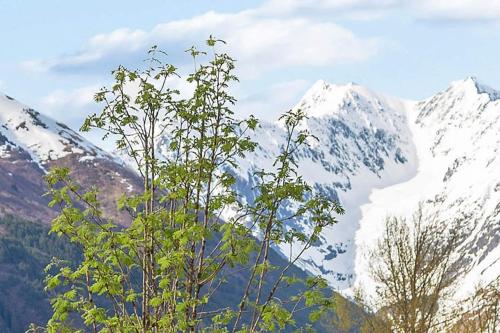 a view of a snow covered mountain with trees at Brighton Condo #209 in Girdwood