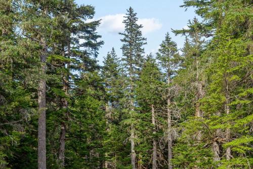 a group of tall trees in a forest at North 413 in Girdwood