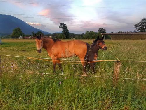 two horses standing in a field behind a fence at Apartma AS in Lesce