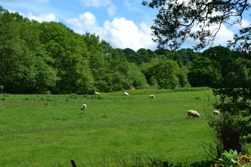 a herd of sheep grazing in a grassy field at Arrowwood Self Catering (Wagtail and Nuthatch) in Kington