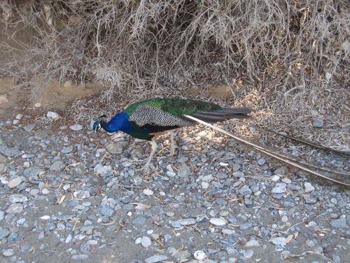 a bird on the ground on some rocks at Boutique Hotel Tilos Mare in Livadia
