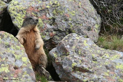 ホテルの敷地内または近くにいる動物