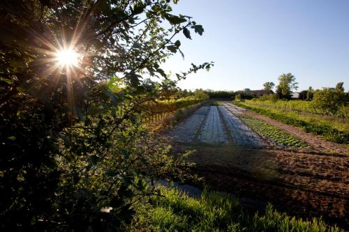 a sun is shining on a dirt road at Agriturismo Cascina Caremma in Besate