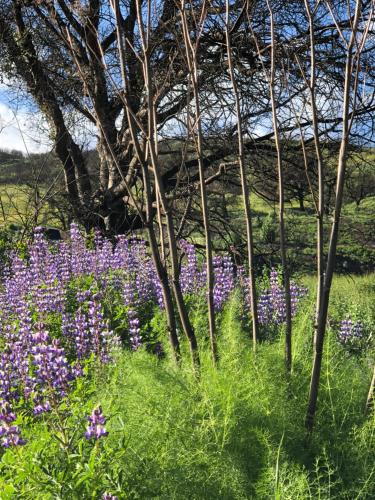 a bunch of purple flowers in a field with trees at Chantico Inn in Ojai