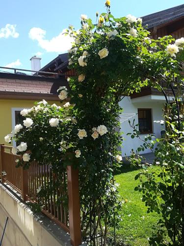 a bush with white flowers on a fence at Bauernhof Unterbichl in Flachau