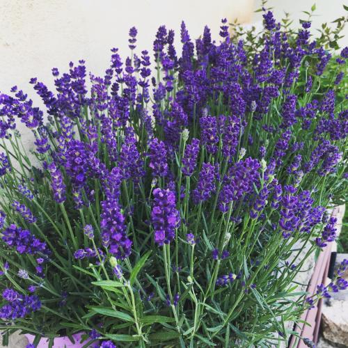 a bunch of purple flowers in front of a wall at Sa Murta Bianca Guesthouse in Budoni