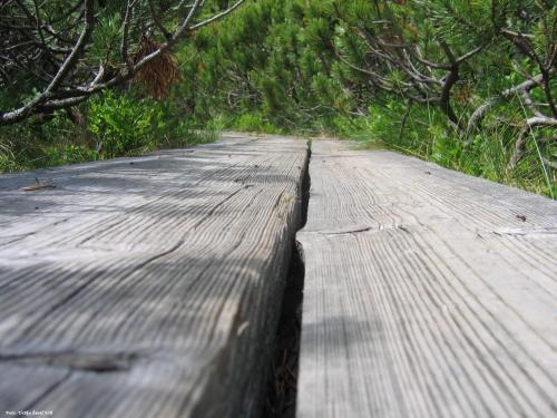 a wooden boardwalk in the middle of a forest at Apartmajsko naselje Ribniško Pohorje in Ribnica na Pohorju