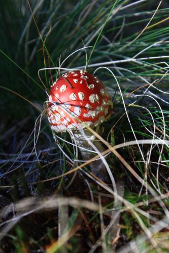 a small red and white mushroom on some grass at Apartmajsko naselje Ribniško Pohorje in Ribnica na Pohorju