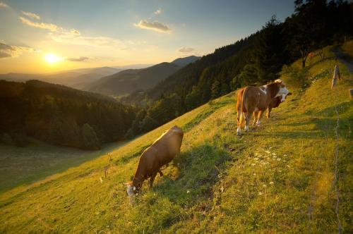 two cows grazing on a grassy hill with the sunset at Apartmajsko naselje Ribniško Pohorje in Ribnica na Pohorju