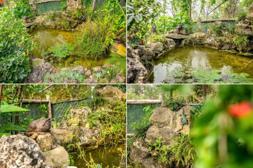 a collage of four pictures of a pond at Villa Nigro in Laureana Cilento