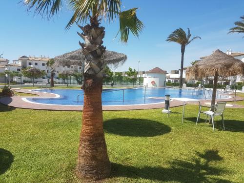 a palm tree in front of a swimming pool at Taymar in Chiclana de la Frontera