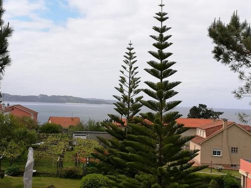a large pine tree in a yard next to a house at Apartamentos Areas in Sanxenxo