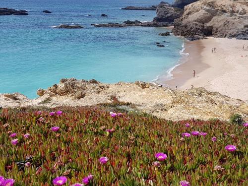 a beach with a bunch of pink flowers and the water at A Casinha da Baía in Porto Covo