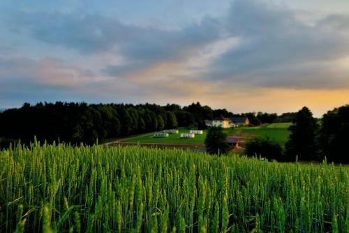 a field of grass with a farm in the background at Leśny Zakątek Radocza in Radocza