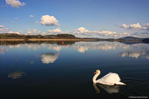 a white swan swimming in a large lake at PP-Camping Wallersee in Seekirchen am Wallersee