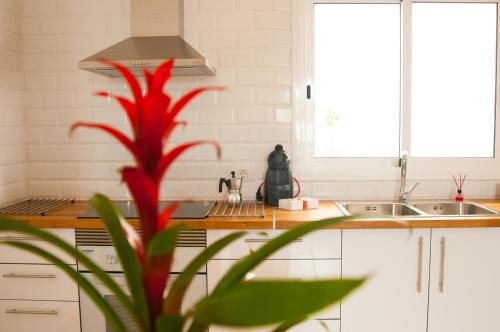 una cucina con pianta rossa di fronte a un lavandino di MARCELA&JOAQUIN MOUNTAIN HOUSE a Fasnia