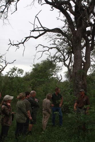 a group of people standing in the grass near a tree at Lamai Safari Lodge in Balule Game Reserve