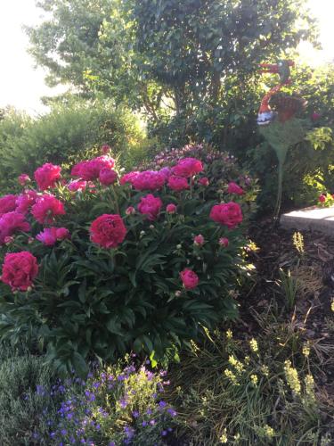 a bunch of pink flowers in a garden at Ferienwohnung zum Dorfwirt in Riedenburg