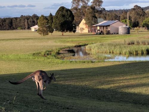 a dog running in the grass near a pond at Madigan Wine Country Cottages in Lovedale