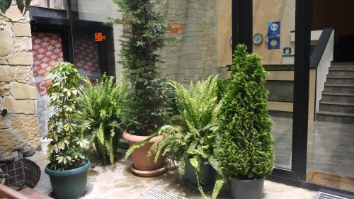 a group of potted plants in front of a building at Sani Hotel in Tbilisi City