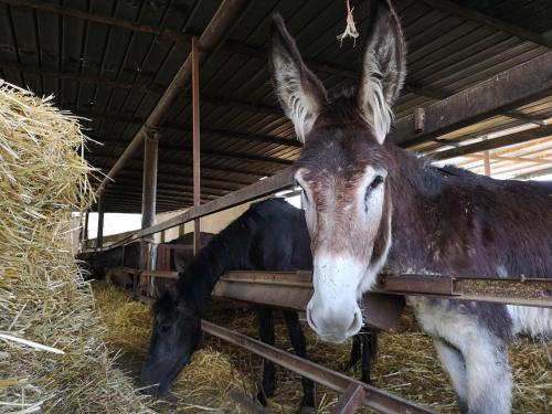 a donkey and a cow eating hay in a barn at Fontana La Pietra in Pisticci