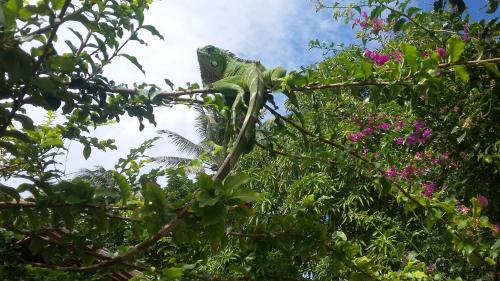 Animales en la posada u hostería o alrededores