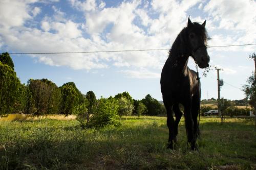 a black horse standing in a field of grass at Fontana La Pietra in Pisticci