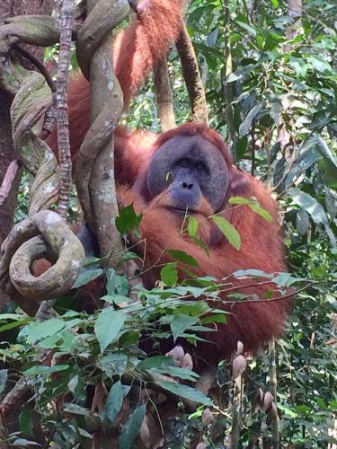 a monkey is sitting in a tree at Indra Valley Inn Bukit Lawang in Bukit Lawang