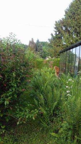 a field of plants with a dog in the background at La martre in Saint-Sylvestre-de-Cormeilles