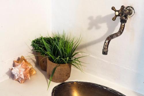 a plant in a pot next to a sink at Quinta del Mar Sunset in Isla Mucura