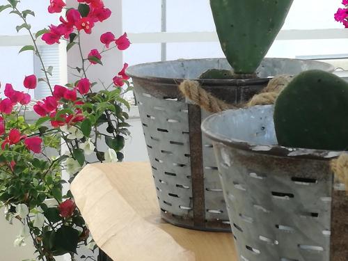 a table with two potted plants and a basket with a cactus at Casa del Corso in Taviano