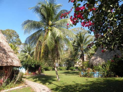a palm tree in a yard next to a house at Banana Bank Lodge & Jungle Horseback Adventures in Belmopan
