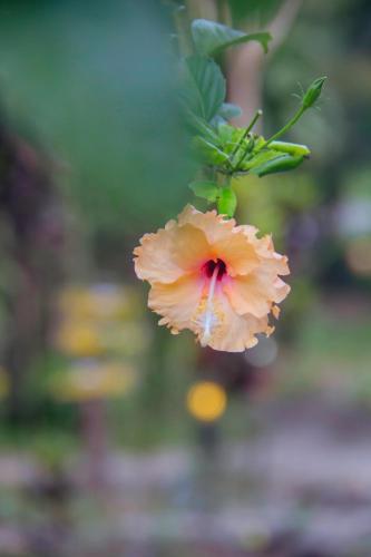 a pink flower is hanging from a plant at Khao Sok Palmview Resort in Khao Sok