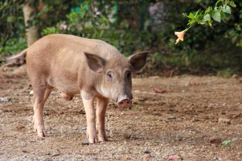 a small brown pig standing on a dirt road at Khao Sok Palmview Resort in Khao Sok