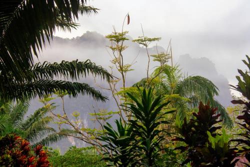 a view of the misty mountains from a jungle with plants at Khao Sok Palmview Resort in Khao Sok