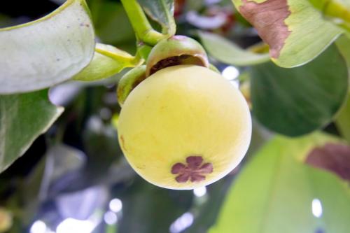 a yellow fruit is hanging from a tree at Khao Sok Palmview Resort in Khao Sok