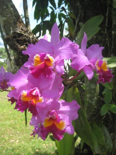 a bunch of pink flowers in front of a tree at Banana Bank Lodge & Jungle Horseback Adventures in Belmopan