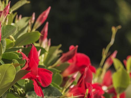 Jardín al aire libre en Hotel Gletscherblick
