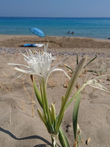 a white flower in the sand on a beach at Villa Kalliopi ΙnCreteble Cretan Resindences Collection in Xerokampos