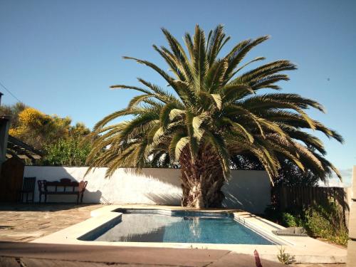 a palm tree next to a small swimming pool at Casa Domi in La Esperanza