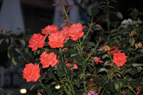 Gallery image of Vicky's Garden in Kalamaki