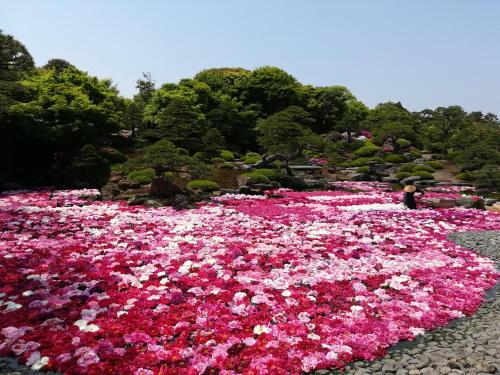 a field of pink and white flowers in a park at COCORETO The Guesthouse Daikon Island in Matsue