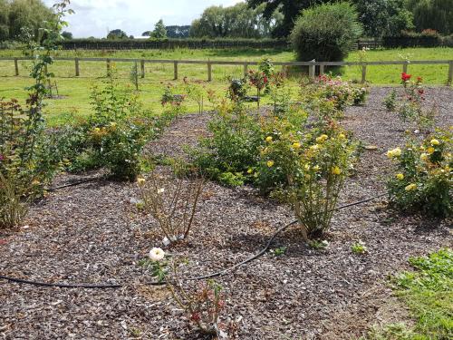 a garden with many different types of plants at Bruntwoodlodge in Cambridge