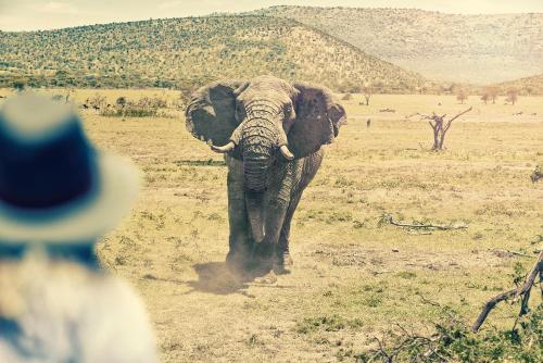 Animales en el lodge o alrededores