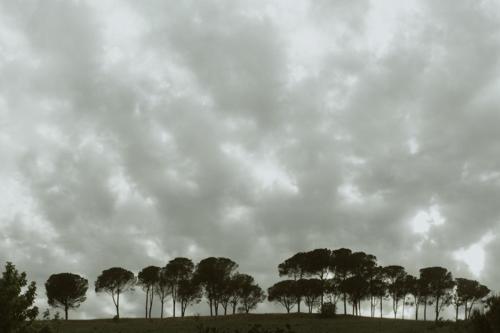 a group of trees on a field under a cloudy sky at Tenuta Agricola Fonte Di Papa in Monterotondo