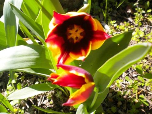 a close up of a red and yellow flower at Diamanti Molivos Studios & Apartments in Mithymna