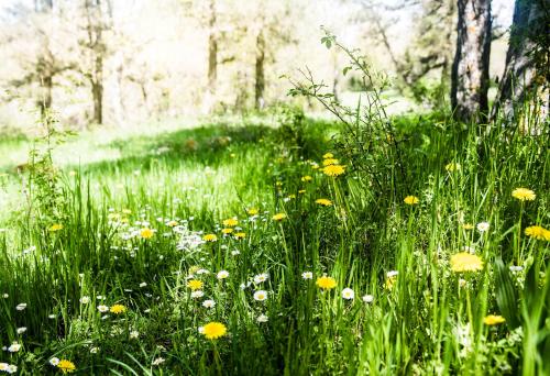 a field of tall grass with yellow and white flowers at Molino del Feo in Las Casas Altas