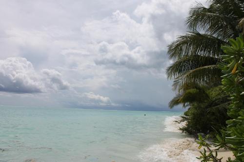 a beach with a palm tree and the ocean at Evila Inn - Thoddoo in Thoddoo