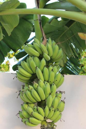 a bunch of bananas hanging from a banana tree at Evila Inn - Thoddoo in Thoddoo