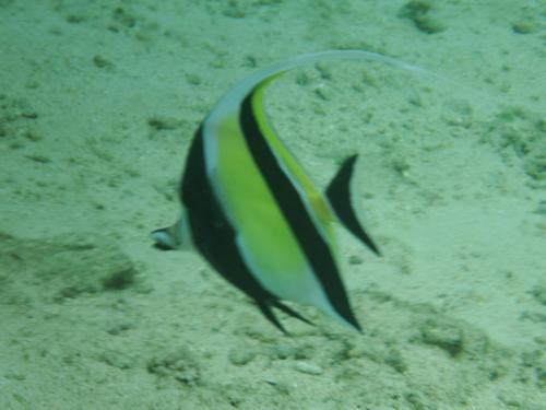 two fish swimming in the water in the sand at Villa dauphin in Bel Ombre
